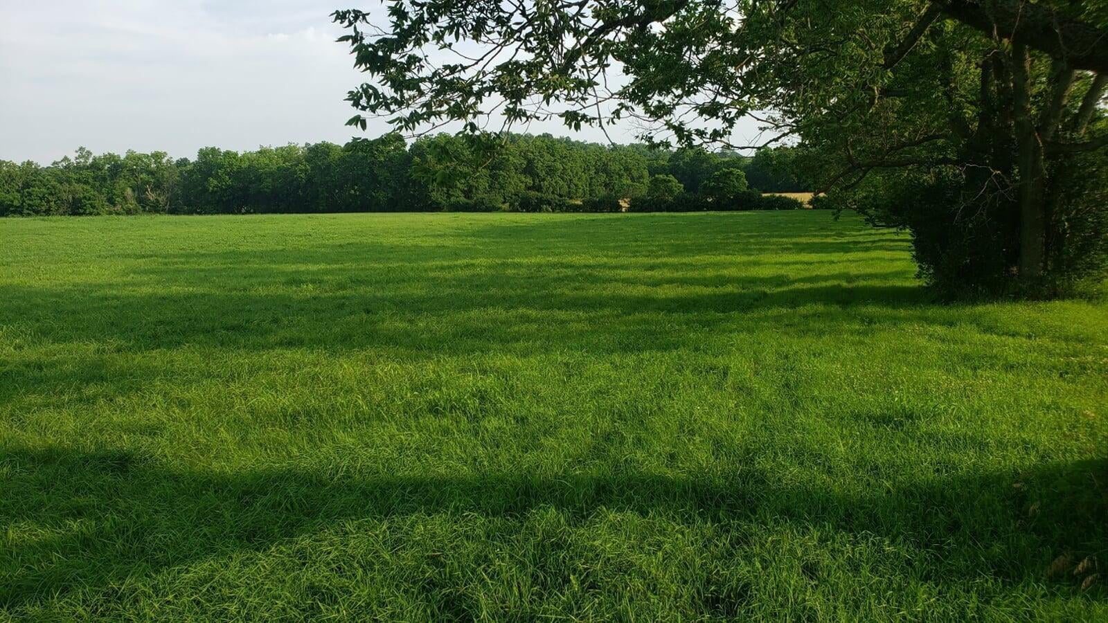 kentucky field rennovation