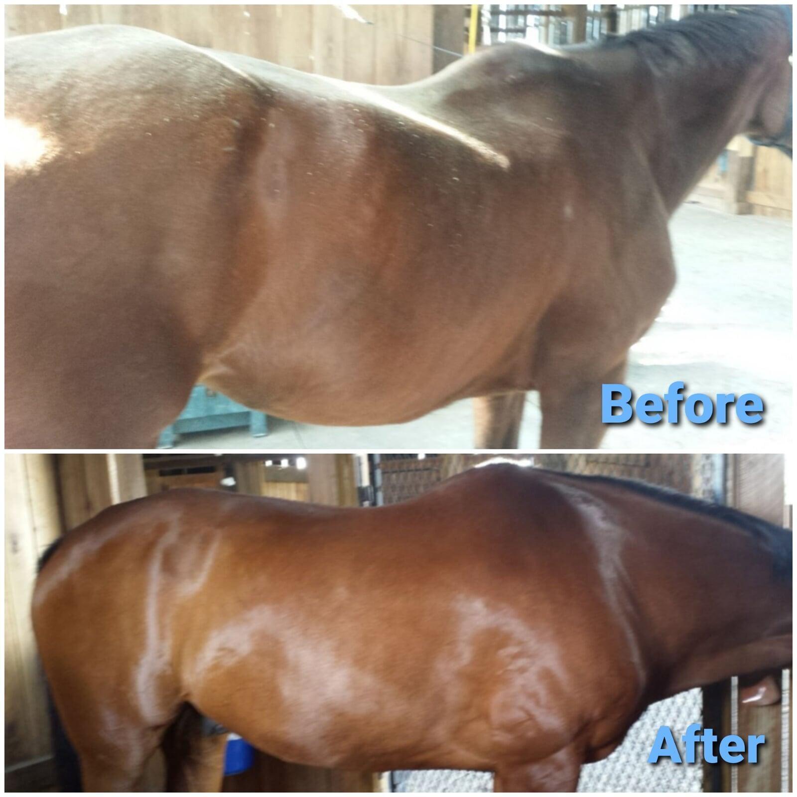 Senior-Horse-Nutrition-Before-After