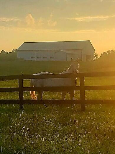 Sunny the Appaloosa