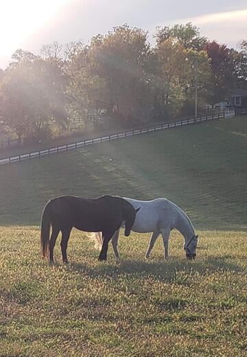 Bonded Mares