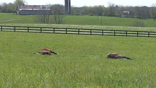 Sleeping Thoroughbreds