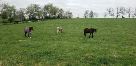 Retired hunter jumper mares