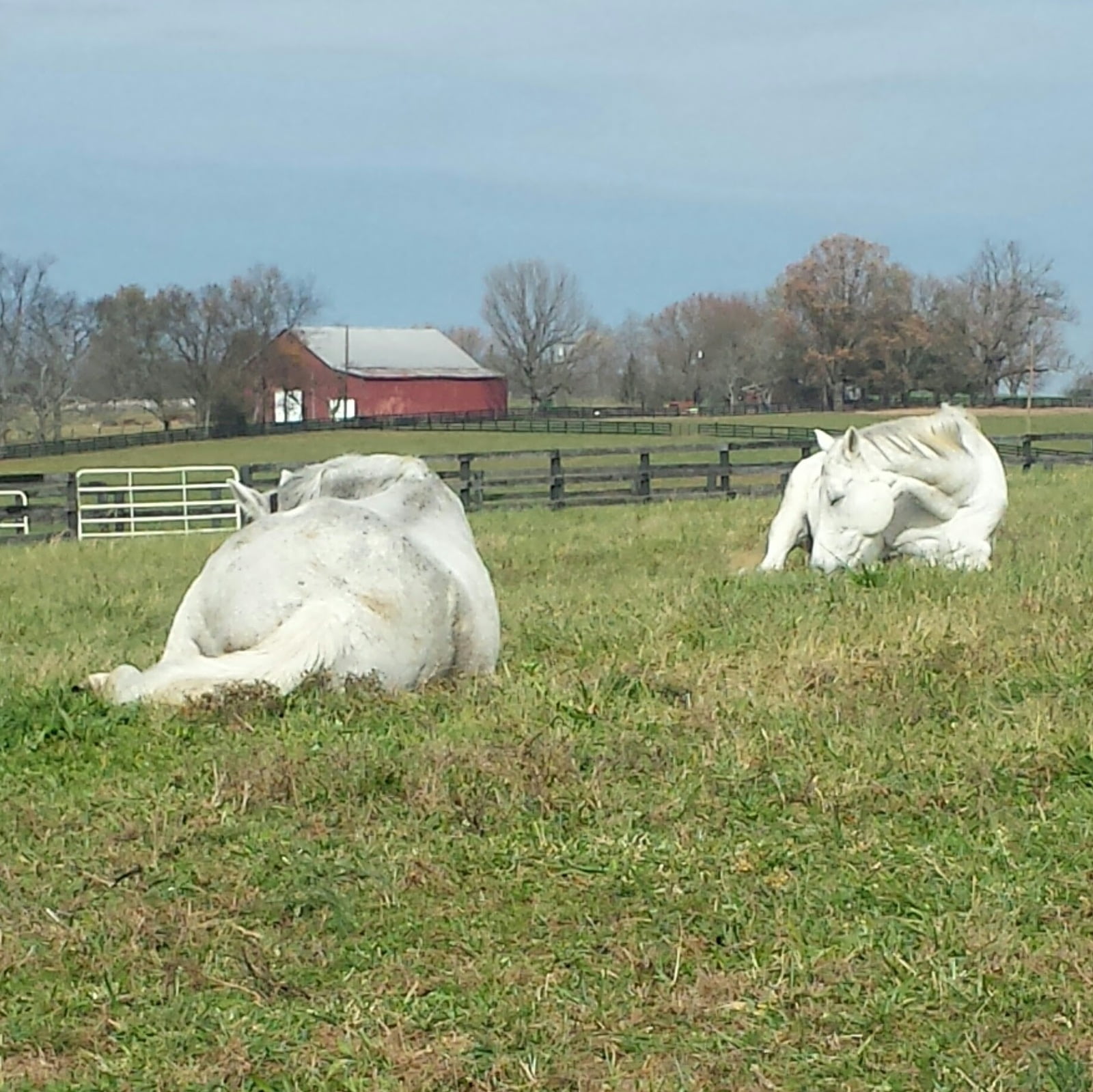 converted tobacco barn horse stall ottb